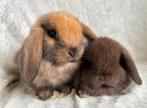 Echte eyecatchers super mooi lief handtam Minilop koppeltje, Dieren en Toebehoren, Konijnen, Meerdere dieren, Klein, Hangoor, 0 tot 2 jaar