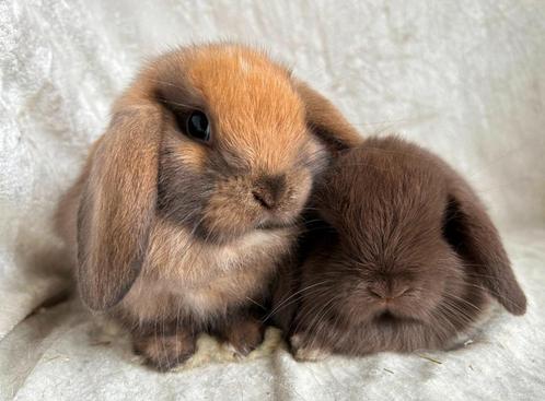 Echte eyecatchers super mooi lief handtam Minilop koppeltje, Dieren en Toebehoren, Konijnen, Klein, Meerdere dieren, 0 tot 2 jaar