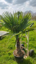 Trachycarpus fortunei palmiers avec feuillages dure, Enlèvement