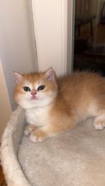 Britse Korthaar Golden Shaded Kitten, Dieren en Toebehoren, Katten en Kittens | Raskatten | Korthaar, Kater, Gechipt, 0 tot 2 jaar