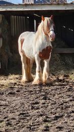 Tinker ruin 9j, Dieren en Toebehoren, Ruin, Zadelmak, Gechipt, 7 tot 10 jaar