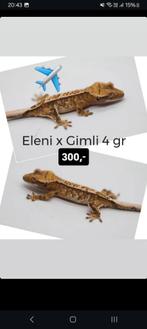 Knappe Tricolor wimpergekko baby, Dieren en Toebehoren, Hagedis, Tam, 0 tot 2 jaar