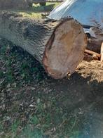 Eiken boomstam, Ophalen