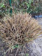 Riet, Ophalen of Verzenden, Overige soorten, 100 tot 250 cm