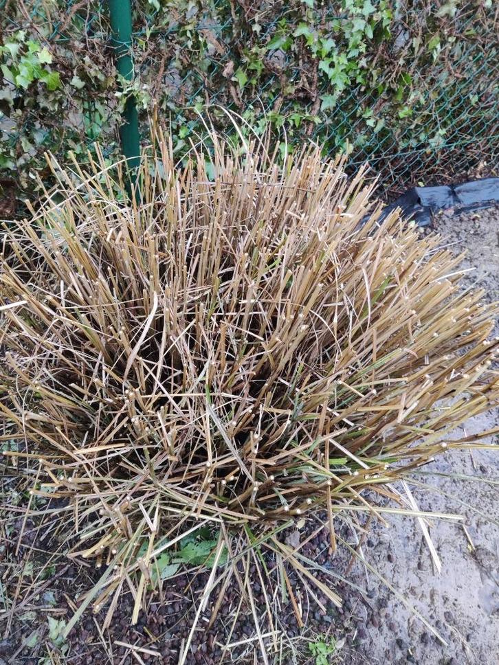 Riet, Tuin en Terras, Planten | Struiken en Hagen, Overige soorten, 100 tot 250 cm, Ophalen of Verzenden