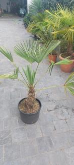 Trachycarpus  Wagnerianus palmboom, Tuin en Terras, Planten | Tuinplanten, Ophalen