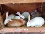 7 jonge vleeskonijnen, Dieren en Toebehoren, Konijnen