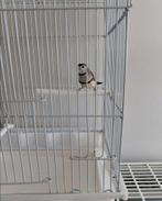 Bichenows astrild / Diamant de Bicheno, Dieren en Toebehoren, Vogels | Kanaries, Mannelijk