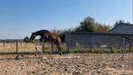 !DRINGEND! 4jarige ruin met goed dressuur/spring papier!, Dieren en Toebehoren, Springpaard, Gechipt, Ruin, Zadelmak
