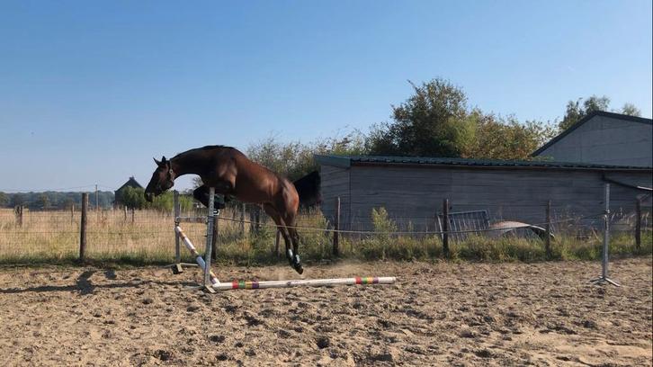 !DRINGEND! 4jarige ruin met goed dressuur/spring papier!, Dieren en Toebehoren, Paarden, Ruin, Zadelmak, 170 tot 175 cm, 3 tot 6 jaar