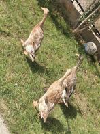 Canard coureur indien, Dieren en Toebehoren, Pluimvee, Vrouwelijk, Eend