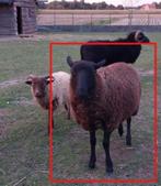 Ouessant ooi lam schaap, Dieren en Toebehoren, Vrouwelijk, Schaap, 0 tot 2 jaar