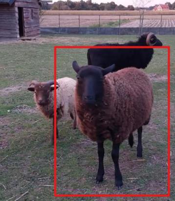 Ouessant ooi lam schaap beschikbaar voor biedingen