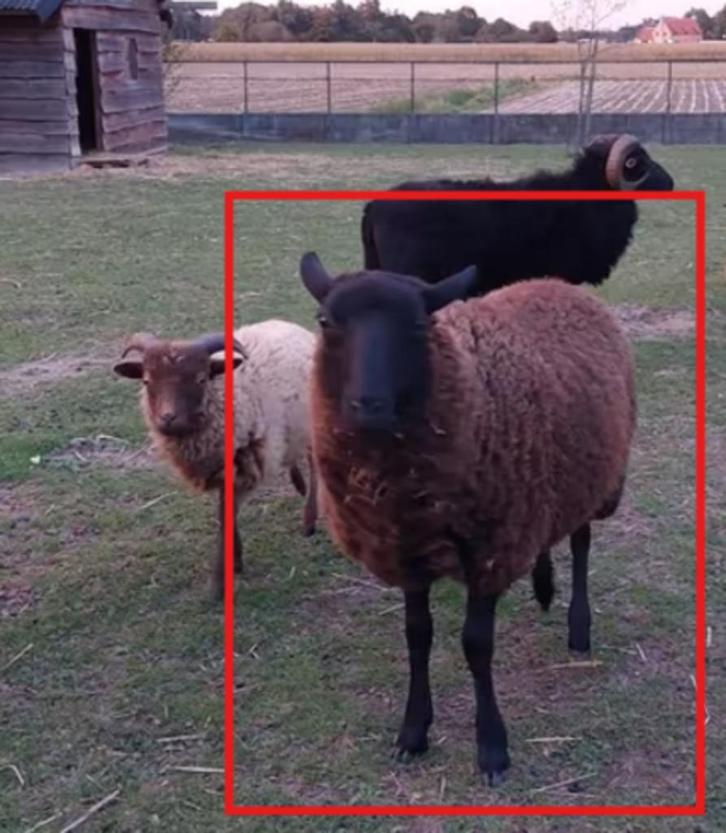 Ouessant ooi lam schaap, Dieren en Toebehoren, Schapen, Geiten en Varkens, Schaap, Vrouwelijk, 0 tot 2 jaar