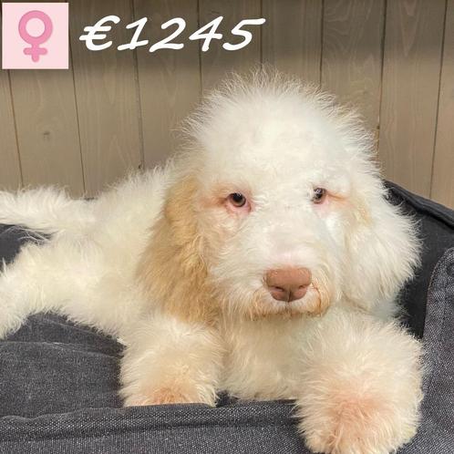 Lagotto Romagnolo - Superleuke pups te koop, Dieren en Toebehoren, Honden | Retrievers, Spaniëls en Waterhonden, Meerdere dieren