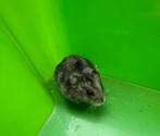 Dwerghamster, Dieren en Toebehoren, Knaagdieren, Hamster, Juli, Vrouwelijk, Tam