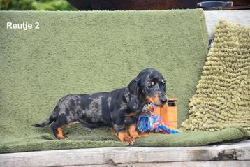 Prachtige Blue Merle Tricolor Teckel broertjes