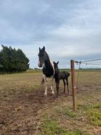 Merrie pinto fries met hengst veulen te koop, Dieren en Toebehoren, Paarden, Merrie, Gechipt, Zadelmak, 3 tot 6 jaar