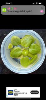 Drijfplantjes 5€, Dieren en Toebehoren, Ophalen