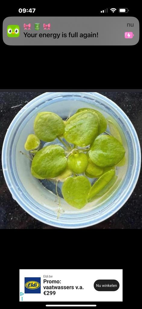 Drijfplantjes 5€, Dieren en Toebehoren, Vissen | Aquaria en Toebehoren, Ophalen