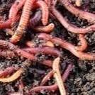 Compost wormen / tijgerwormen te koop, Compost, Enlèvement ou Envoi
