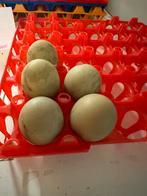 Œufs d'olive, œufs à incuber