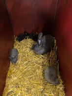Voedster met 4 jongen, Dieren en Toebehoren, Konijnen