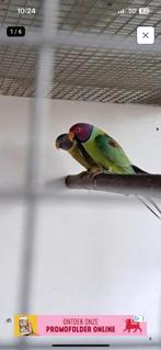 Associez une prune à des perruches