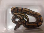 1.0 Python regius, Animaux & Accessoires, Reptiles & Amphibiens, Serpent, Domestique, 0 à 2 ans