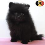 Dwergkeesjes - Belgische pups te koop, Dieren en Toebehoren, België, CDV (hondenziekte), 8 tot 15 weken, Meerdere
