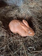 Vaal van Bourgondie rammelaar, Dieren en Toebehoren, Konijnen