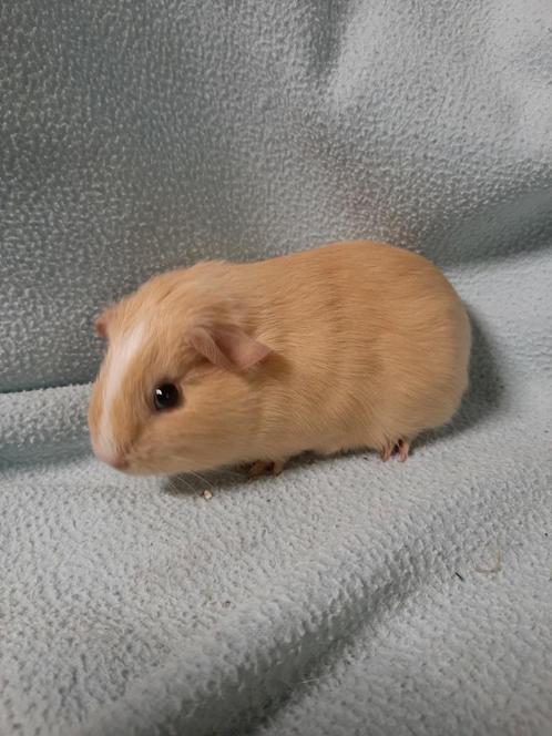 Crème wit cavia zeugje, Dieren en Toebehoren, Knaagdieren, Vrouwelijk, Cavia, Tam