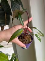 Philodendron Strawberry Shake #1, Ophalen of Verzenden
