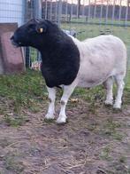 Zware ram, Dieren en Toebehoren, Schapen, Geiten en Varkens, Schaap