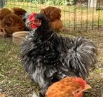 Cochin kriel krul, Dieren en Toebehoren, Pluimvee