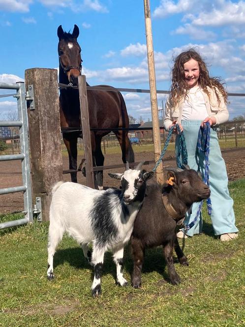 2 vrouwelijke dwerggeiten, Dieren en Toebehoren, Schapen, Geiten en Varkens, Geit, Vrouwelijk, 0 tot 2 jaar