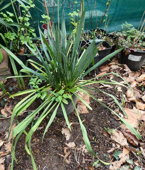 Yucca dans un pot rond noir - Belle opportunité, Tuin en Terras, Planten | Struiken en Hagen, Struik, Overige soorten, 100 tot 250 cm