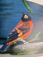 Kapoetsesijsjes, Dieren en Toebehoren