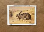 Zoogdieren van België Nr. 6 konijn, Verzamelen, Postkaarten | Dieren, Ophalen of Verzenden, Ongelopen, Knaagdier