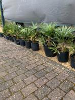 Jonge palmbomen te koop, Trachycarpus fortunei, Jardin & Terrasse, Plantes | Arbres, Enlèvement, Palmier