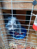 Konijn 20€ jongetje, Dieren en Toebehoren, Knaagdieren, Mei, Mannelijk, Hamster