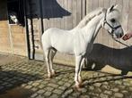 Welsh B Pony - Menpony - Kinderpony, B, B pony (1.17m tot 1.27m), 11 jaar of ouder, Gechipt
