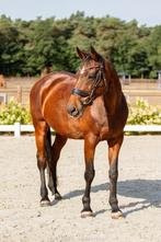 PaardrijLesjes, Dieren en Toebehoren, Accessoires, 1 paard of pony