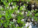 Menyanthes trifoliata-Waterdrieblad, Enlèvement
