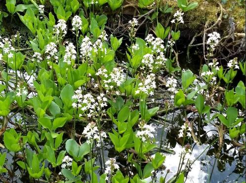 Menyanthes trifoliata-Waterdrieblad, Jardin & Terrasse, Accessoires pour étangs, Enlèvement