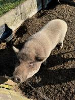 Mini varken gottinger, Dieren en Toebehoren