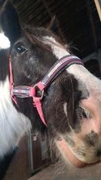 tinker te koop, Dieren en Toebehoren, Zadelmak, 11 jaar of ouder, Recreatiepony, D pony (1.37m tot 1.48m)