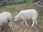 1 schaap te koop, Dieren en Toebehoren, Schapen, Geiten en Varkens, Mannelijk, Schaap, 0 tot 2 jaar