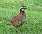 Boomkwartels, Dieren en Toebehoren, Vogels | Overige Vogels, Meerdere dieren, Tropenvogel