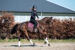 Mega leuke en super brave allround E pony!, Dieren en Toebehoren, Paarden, Springpaard, Minder dan 160 cm, B, Ruin